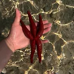 Rose * Pisak